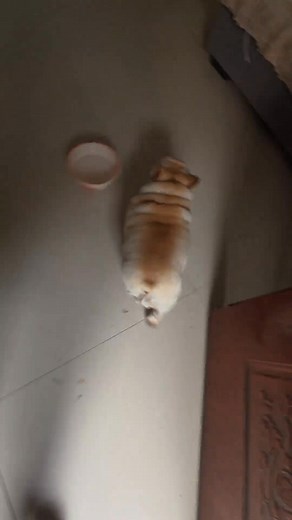 Gotcha, potato! 🥔😅 #frenchbulldog #dogs #frenchie #frenchielife #frenchiegram #frenchiefun #dailyfrenchie #fblifestyle | Bully Vibe Media