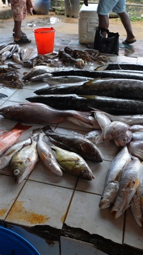 Massive fish market in Kribi Cameroon fresh seafood and local culture