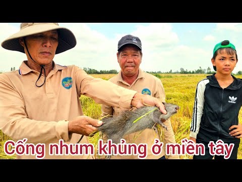 25 l Bắt chuột,,cống nhum khủng mùa gặt lúa