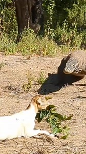 Komodo dragon â.t.t.a.c.ks a goat 🐐 😳😳😳😳😳😳 #fypシ゚viralシfypシ゚ #reelsviralシfb #videoviralシ #wildlife #fypageシ #explorepage #exploremore #fyp #wildanimals #explore | Ehi Sparkles
