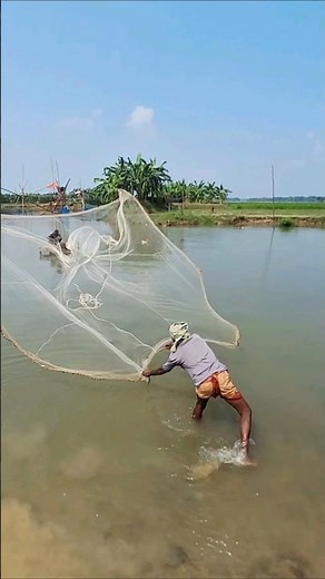 Amazing Oldman Catching Lots Of Native Fish by Cast Net in River #CastNetFishing #fishvideo #bigfish