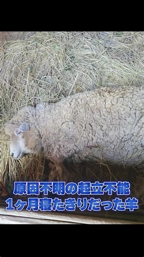 原因不明の起立不能 １ヶ月寝たきりだった羊