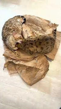 Snuggle ❤️ Turns to Bite! Bima vs. Java Bengal Showdown 💥 Funniest Looks 4K HDR #shorts #cat #bengal