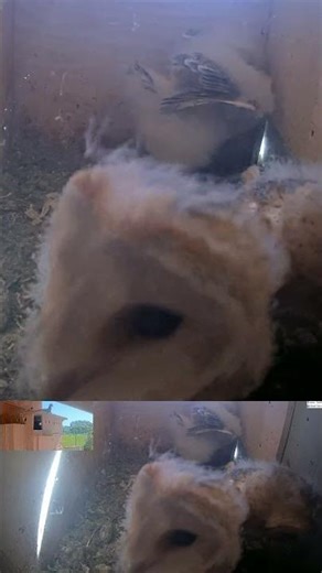 🐣🦉 OMG! Baby Owls Jumping!! 😍