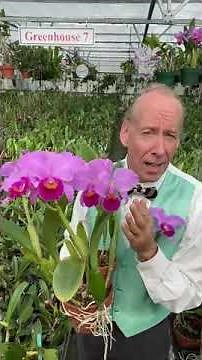 Cattleya trianaei- the National Flower of Colombia