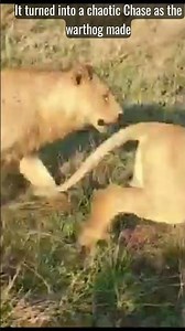 Lion Drags Warthog from Its Hole in a Brutal Attack #wildlife #wildliferescue #animals