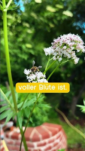 Baldrian zur Blütezeit – ein echter Hingucker im Garten! 🌸