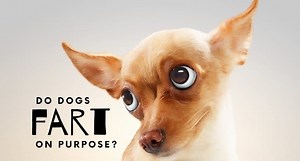 Do Dogs Fart On Purpose? (Do Dogs Know They Fart?) - UntamedAnimals