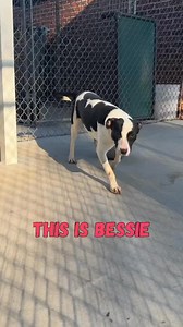 13K views · 333 reactions | Davidson County Animal Shelter NC Lexington NC 27292. 3363570705 | Davidson County Animal Shelter NC | Facebook
