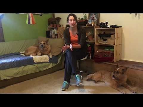 Teaching Your Dog to Touch and How You Can Use It!