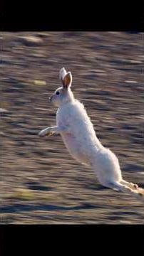 Witness the Triple Jump: A Rabbit's Incredible Agility! #animals #shorts #wildlife #rabbit #nature