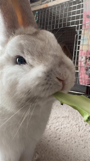 Rabbit eating broccoli ASMR 🥦 | Omochi