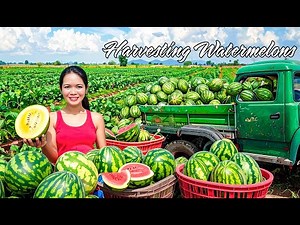 72 Hours Harvesting 10000+ Melon - Giant Python Appears in the Pond & Brave Terrifying Escape!