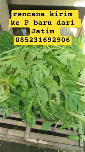 entok jumbo #shoerts