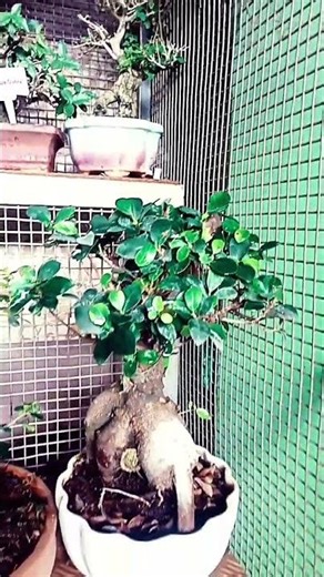 geda #song #music #entertainment #folksong #subscribe #‪@Hanijeeva‬ #