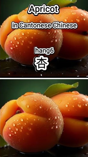 Learn “Apricot” 杏 (hang6) in Cantonese | Cantonese Fruit Vocabulary
