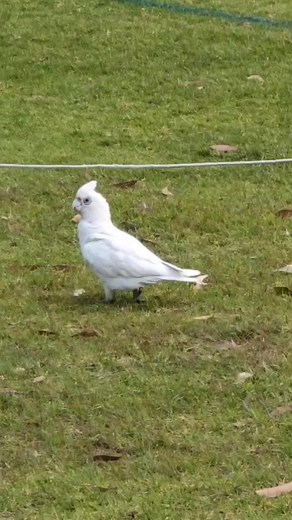 Mojo Stompboxes on TikTok