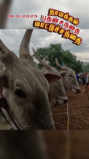 🐄 Namakkal Buthan Santhai 18.11.2025 | Today Cow, Bull, Buffalo Price Update | மாட்டுவிலை Live 🔥