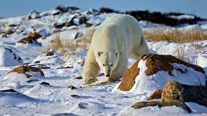 10 Cool Facts about Polar Bears - Churchill Wild