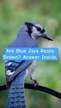 Are Blue Jay's Really Brown? 7 Blue Jay Facts