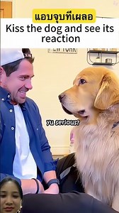 อาการโดนขโมยจุ๊บ #funny #pets #animals #cutedog #dog #cute #youtubeshorts #shorts #สุนัข #น่ารัก