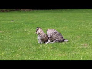 Pomsky Puppies For Sale