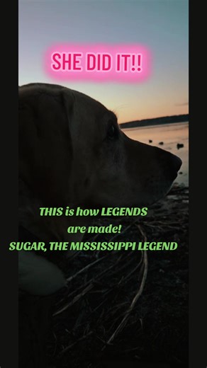 What else can I say!? She has officially completed Legend status! Couldn't be more proud of this girl! Ice breaking, retrieving, Powerhouse! She's getting the royal treatment this whole week! @Nakota_willis @Mimi @kadence @😽😽 @Nazah Willis @BamaSippiMan @Bud Davis all helped make this all possible! Thank you!! Stay tuned for the next 300!! #hunting #dogsoftiktok #fyp #outdoors #legend
