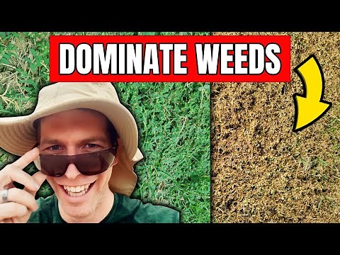 Weed Killer Challenge - 4 Products to Kill Weeds Without Killing the Grass