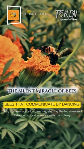 Bees are smarter than you think! Science reveals #documentary ‪@tekindocumentary‬