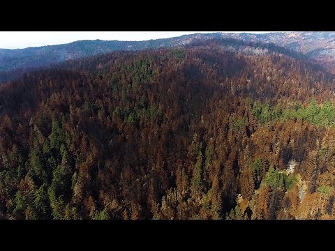 Big Basin redwoods: Drone video shows extent of wildfire over famed state park