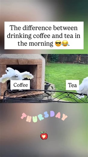 Amanda Inspires 🇨🇦🔆 on Instagram: "The difference between drinking tea 🫖 and coffee 😎💃🏻🤭 Tea says: Breathe. Be present. Move with grace. Coffee says: LET’S GO. Dream bigger. Dance louder. Take up space. Some mornings call for calm. Some mornings call for courage. And some mornings? They call for both — because balance is power. This Thursday, sip what fuels your soul… Whether you’re easing into the day or strutting straight into your destiny. ✨🔥 Rise. Shine. Choose your energy. Today is