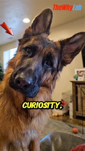 Why Do Dogs Tilt Their Heads When You Talk? 🐶🤔