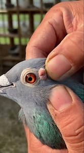 botfly larva remove from pigeon #larva #botfly #pigeon