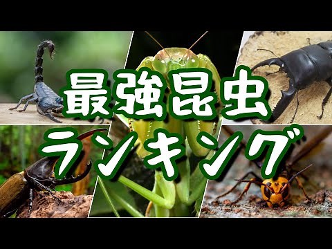 Showdown! Ranking of the world's most powerful insects