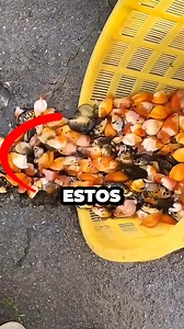 6M views · 109K reactions | BOTANDO estos PECES en las ALCANTARILLAS!! #short #shorts #virales #curiosidades | Panda rojo | Facebook