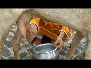 Best Goat Milking By Hand /Log Time Goat Milking /Village Life Vlog/Desi Khana Tips & VLog