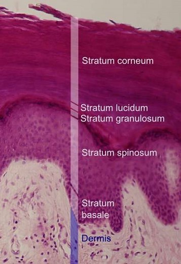 Définition | Stratum corneum : qu'est-ce que c'est ? | Futura santé