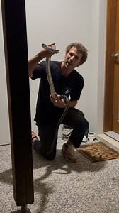 Coastal Carpet Python that was hanging around the front door of a home in Caloundra West the other night. Snake relocations $90 GST - 24/7 - 365 ☎️ 0447711360 #carpetpython #sunshinecoast | Snake Catcher Dan