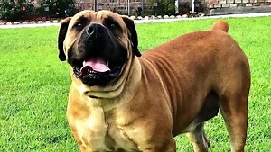 Important Tips on  Boerboel Care  How to care for Boerboel