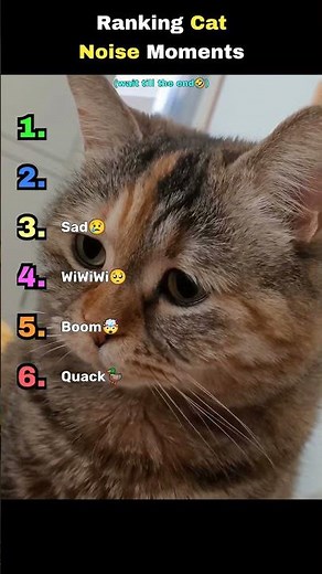 RANKING CAT NOISE MOMENTS 🥰 #shorts