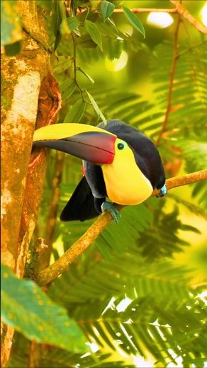 Birds Singing in the Morning – Colorful Birds Around the World | Relaxing Nature Sounds for Focus