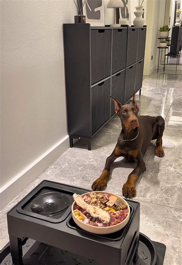 Healthy Dinner for Our Doberman Puppy