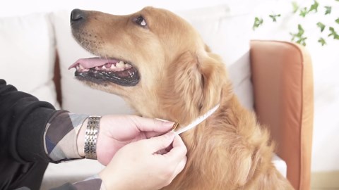 BARKLESS Dog Cone, Soft Cone for Dogs After Surgery to Stop Licking, Alternative to Recovery Collar, Adjustable Elizabethan Collar for Neutering and Wound Care