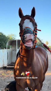 Caballos de carreras rescatados: historias y cuidados