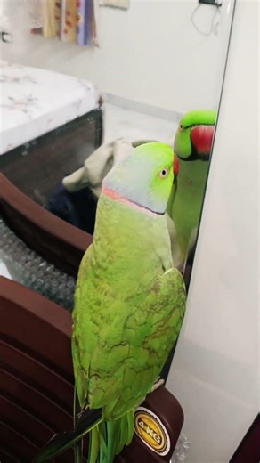 parrot talking 🦜 l Green parrot #shortsfeed #shortvideo #shorts #parrot #parrottalking #birds