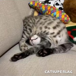 43K views · 2K reactions | Favorite sleep position of my kitten  | Cat Super LAG | Facebook