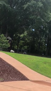 1.6K views · 49 reactions | Mama bird doesn’t like for Yetti to play fetch close to her babies ! | Southern Pride Labs | Facebook