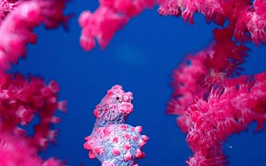 Discover 10 Different Colors Of Seahorses (Rarest to Most Common)