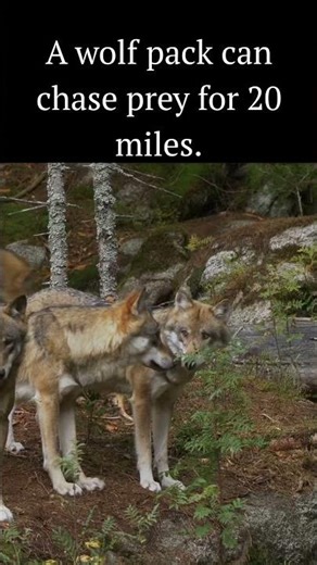 A wolf pack can chase prey for 20 miles