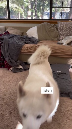 Hilarious Talking Dog Jokes You Can't Miss!